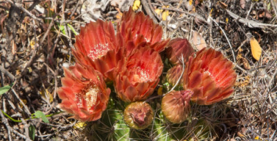 Chile 2022: von Santiago nach Huasco