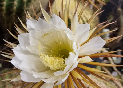 Steirische Kakteentage 2026